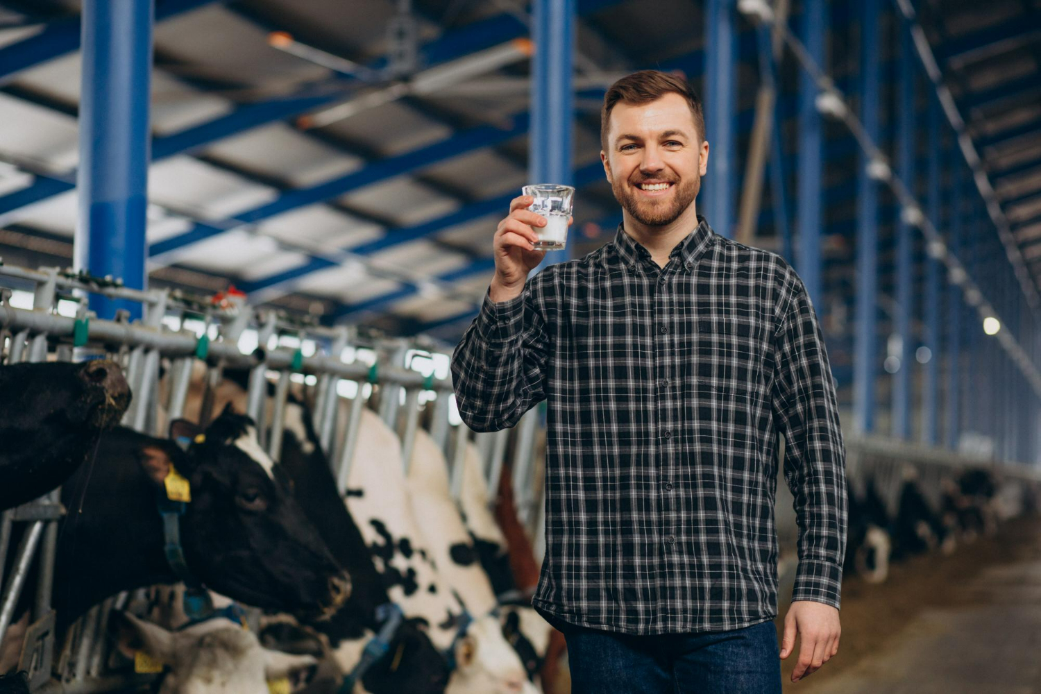 dairy farming business