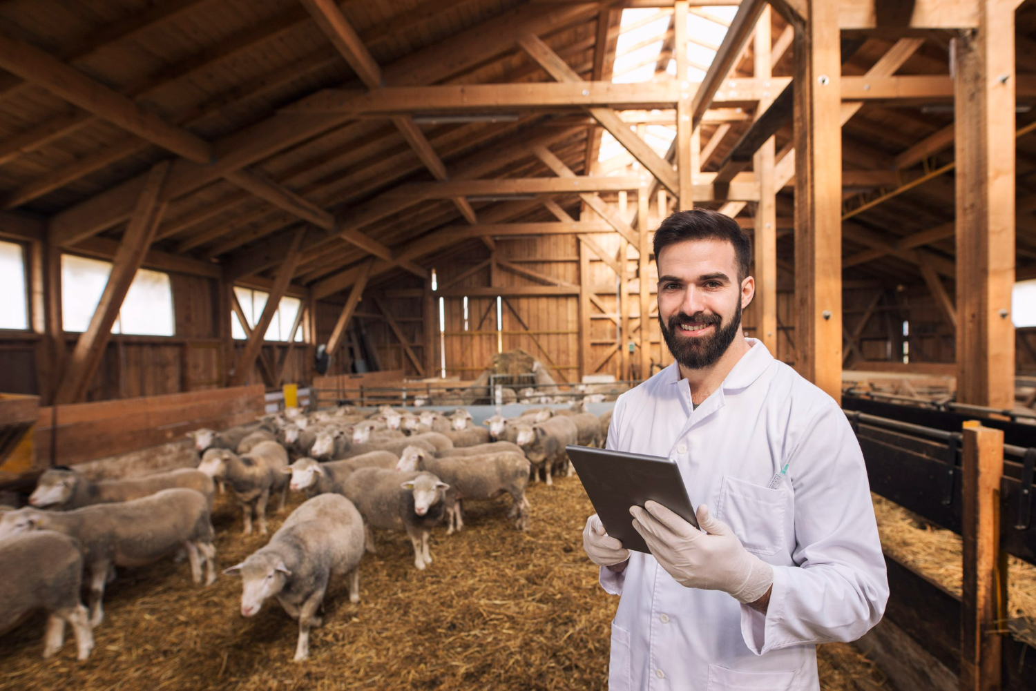 goat farming